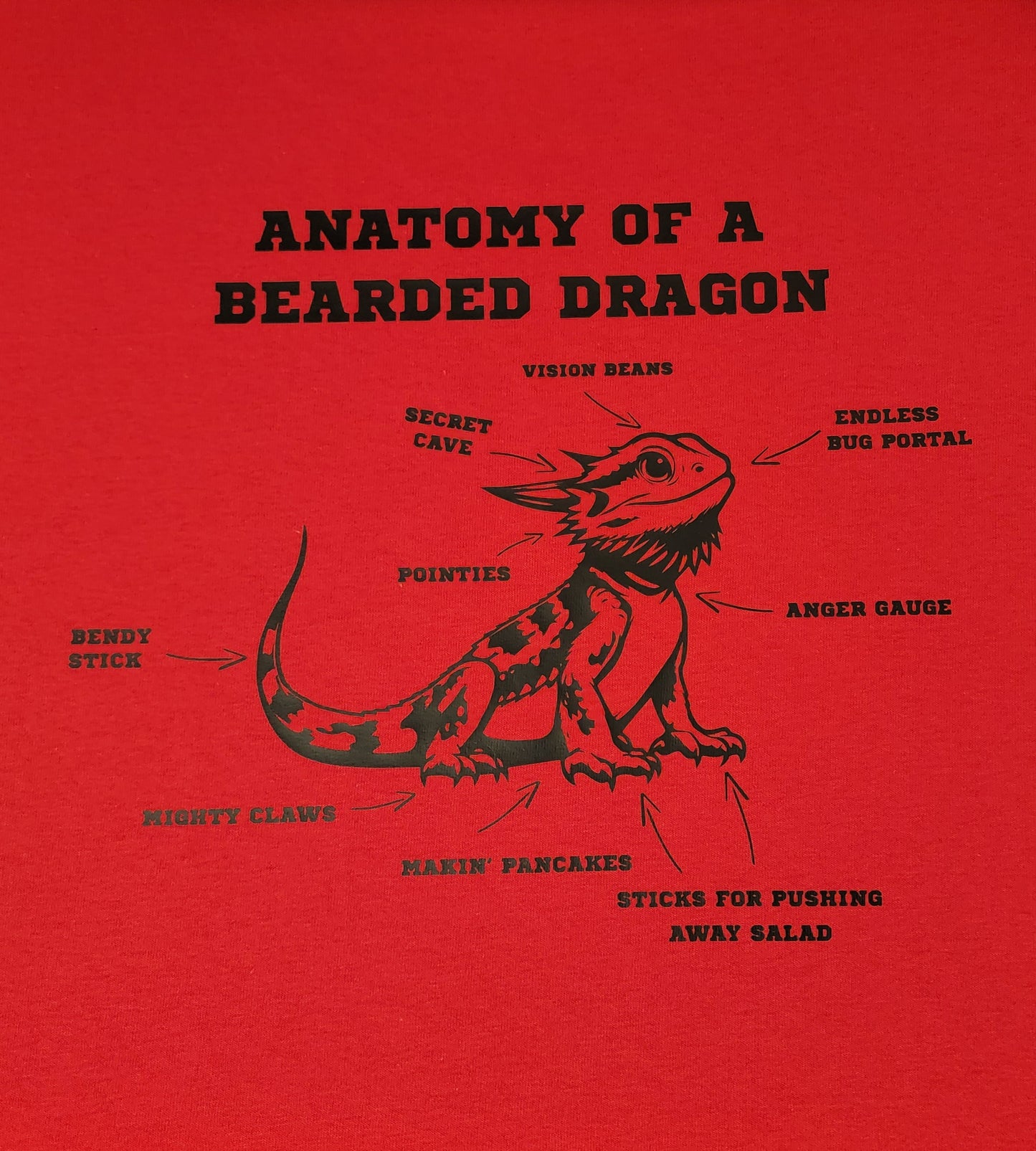 Anatomy of a Bearded Dragon